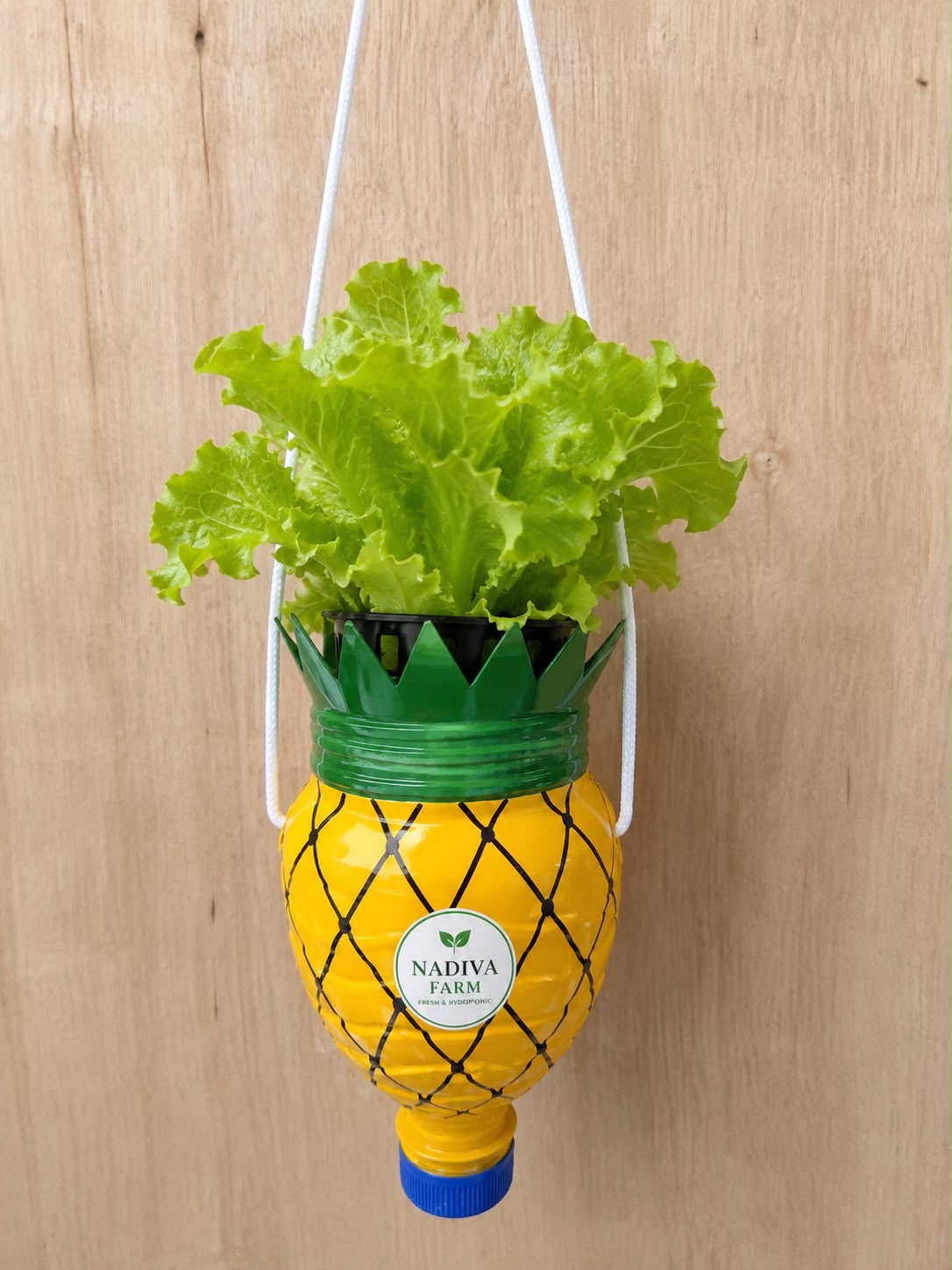Botol upcycled dihias bentuk nanas berisi tanaman selada